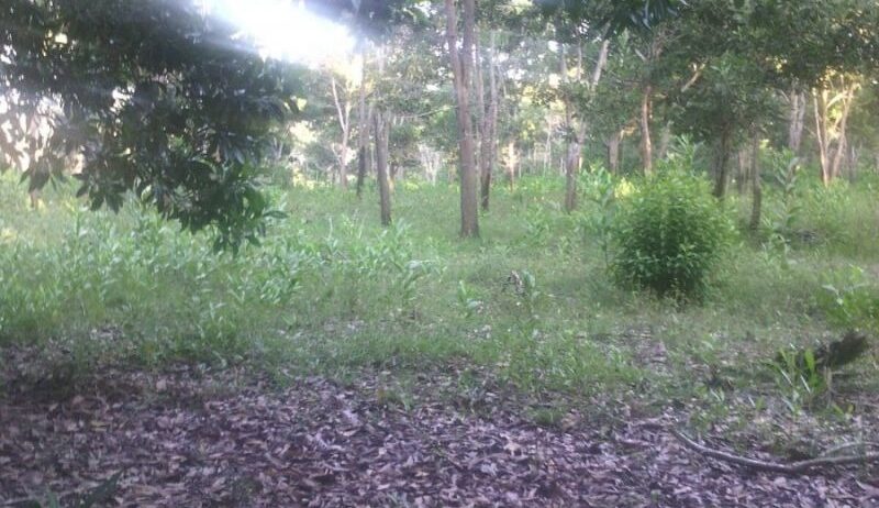 Terrenos en la playa, Solares Ciudad y Fincas en el Campo!!