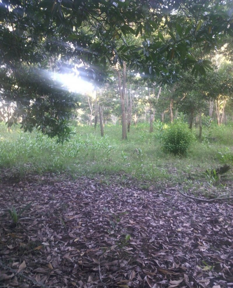 Terrenos En Lineas De Playa, Solares En La Ciudad Y Fincas!